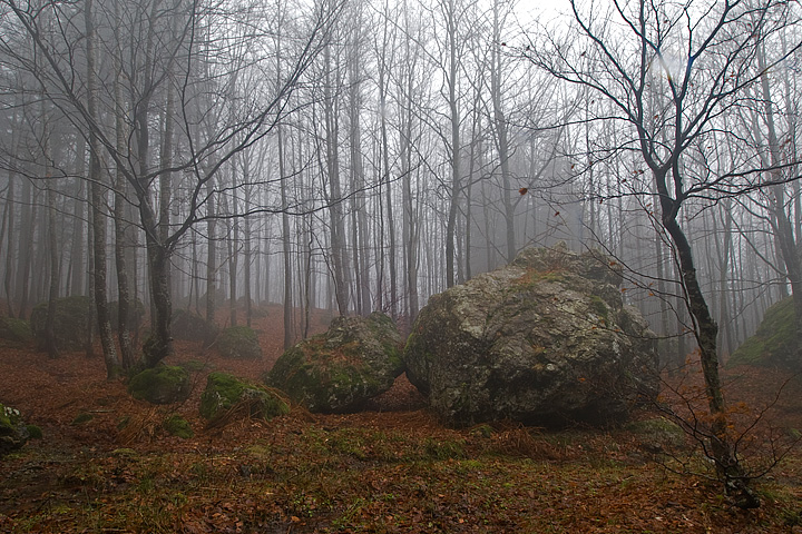 foliage, autunno, faggi val d'aveto